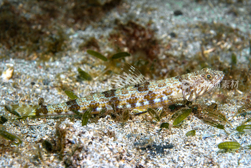 一种蜥蜴鱼，也被称为滑齿鱼科，是一种局部咸水鱼。