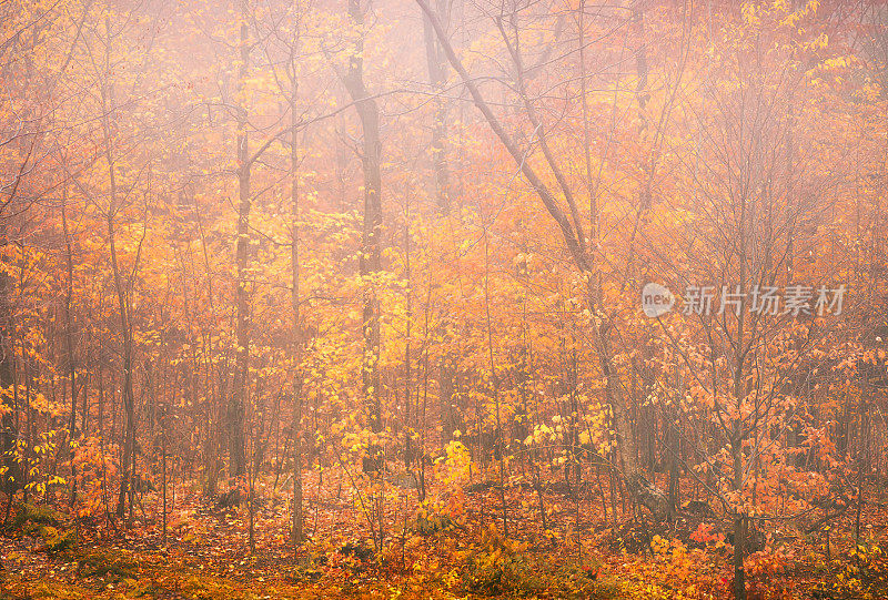 多雾的深秋森林背景