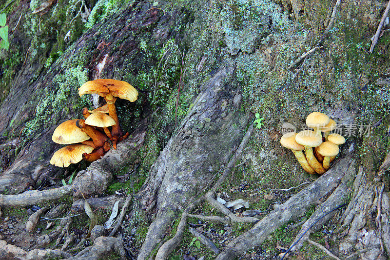 马达加斯加:曼塔迪亚国家公园的蘑菇