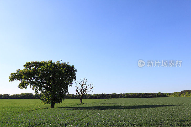 那棵树映衬着蓝天，在生长着小麦的田野里