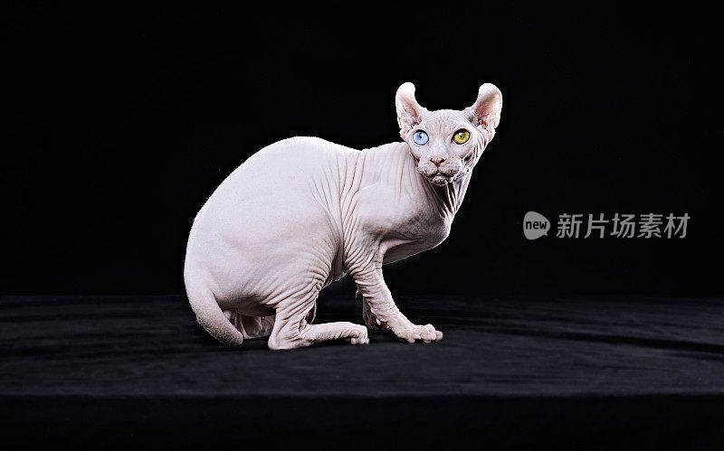 Sphynx猫