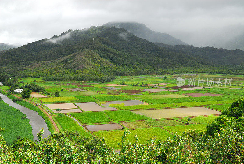 哈纳雷农场