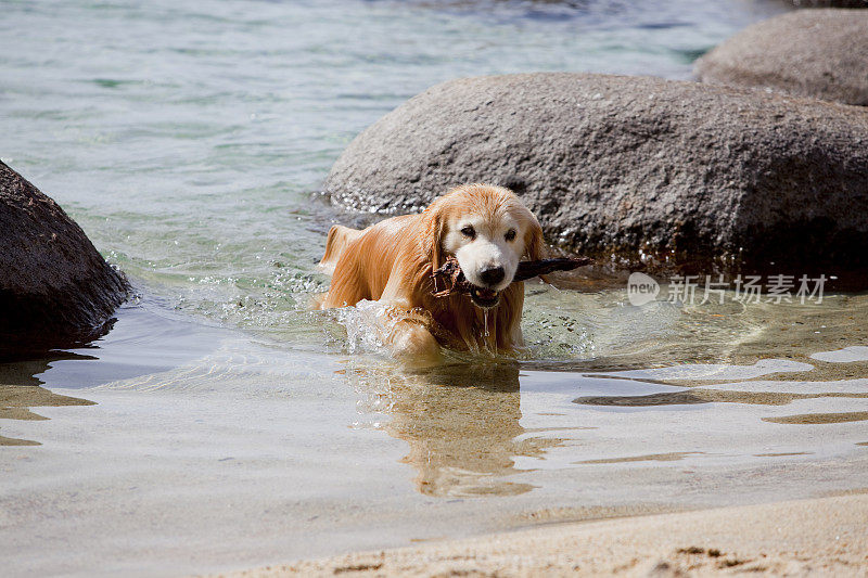 湿金毛猎犬拉布拉多水可爱的宠物狗