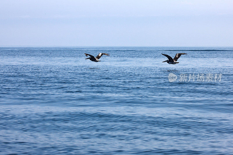 鹈鹕在海浪上低飞