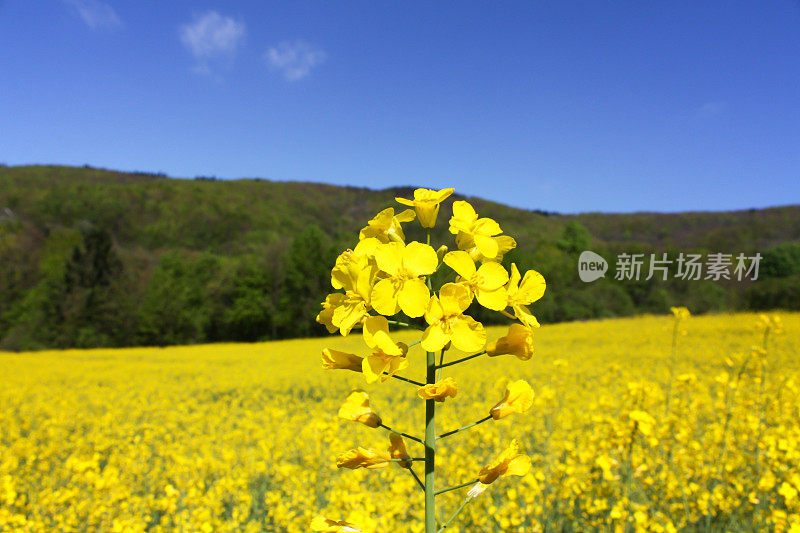 油菜