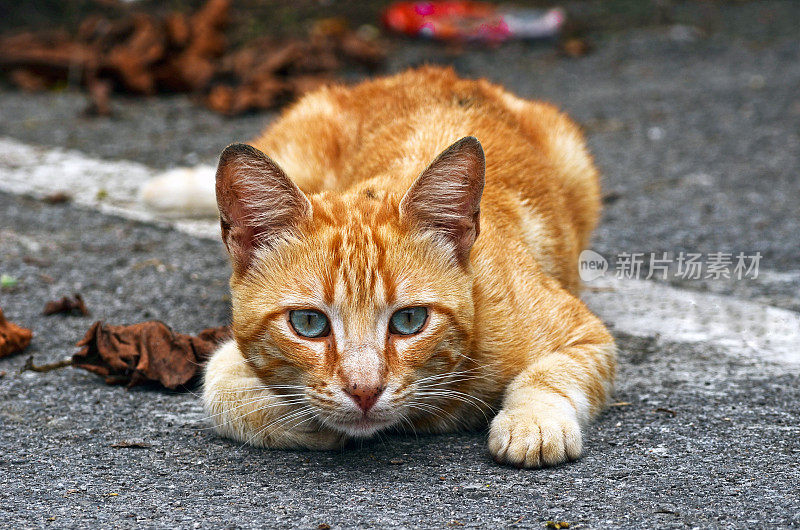 橙色的猫