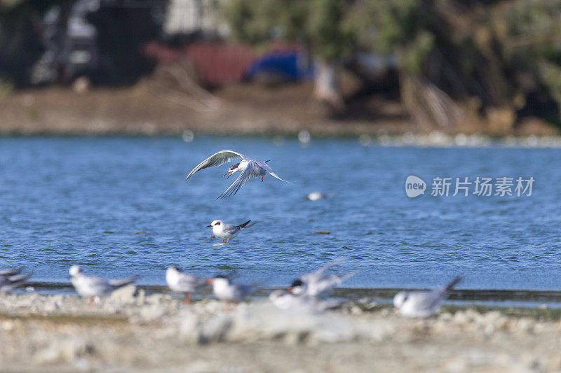 旧金山海湾地区，福斯特的飞行燕鸥