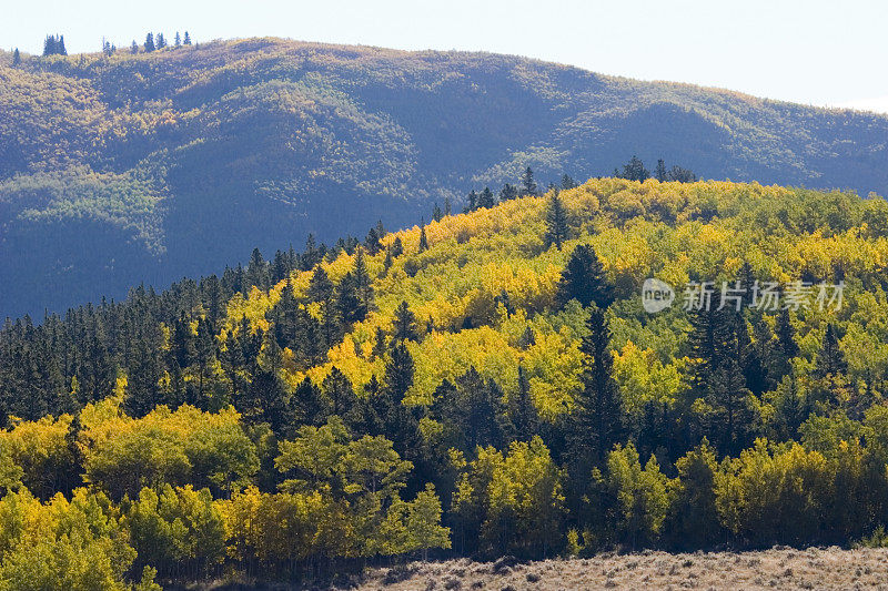 科罗拉多州基诺沙的秋天色彩