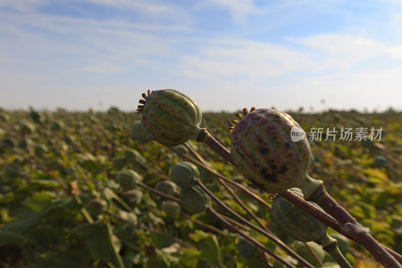 荷兰特塞尔岛上的罂粟田