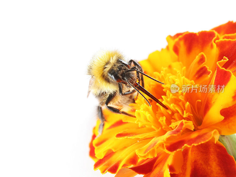 大黄蜂在万寿菊