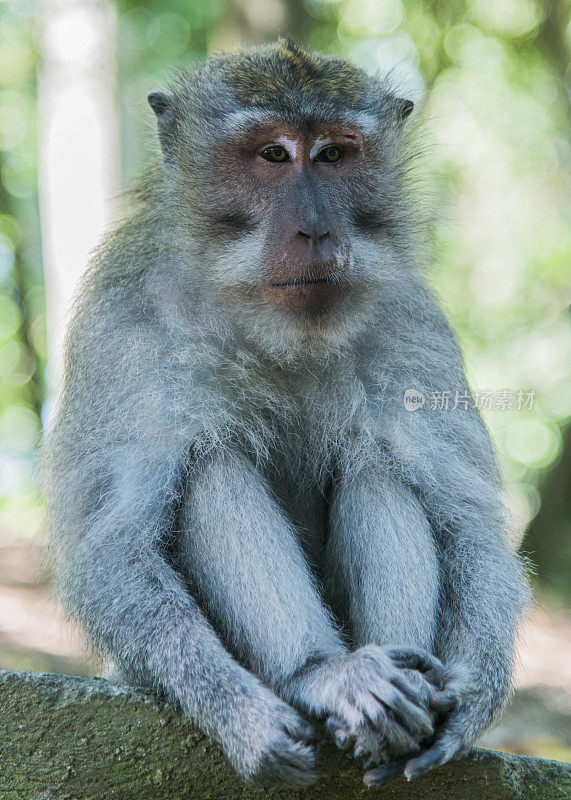 野生动物中的一只猴子的肖像。