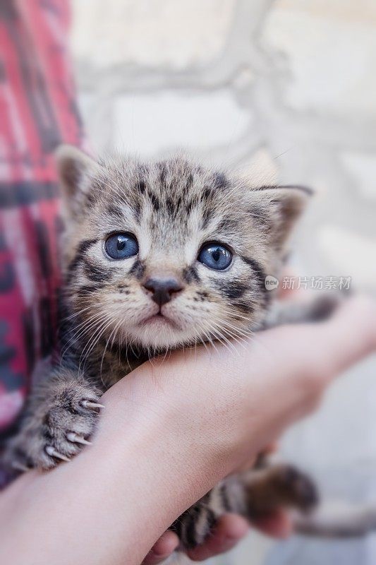 小男孩手里的小猫