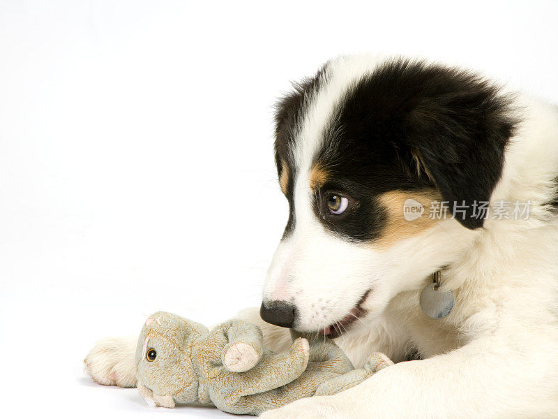 边境牧羊犬幼犬在白色无缝