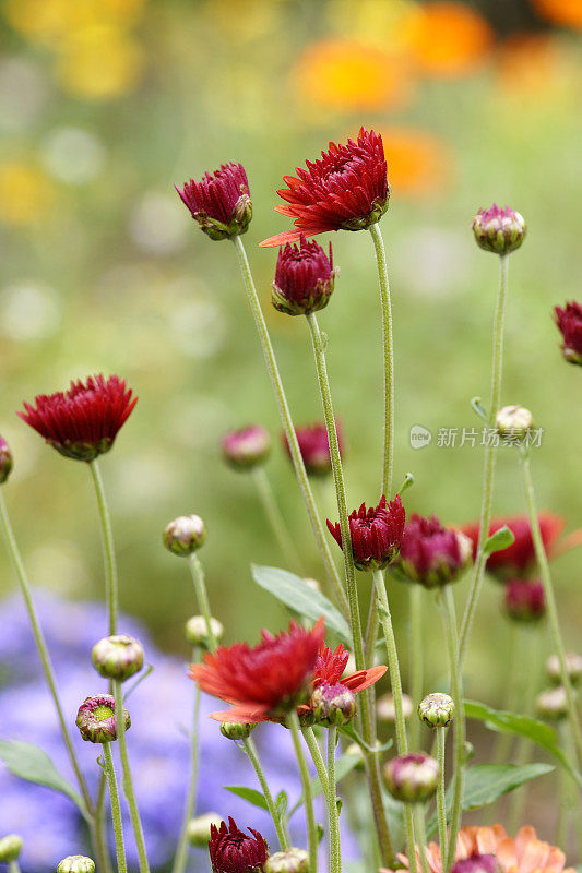 红米迦勒节雏菊