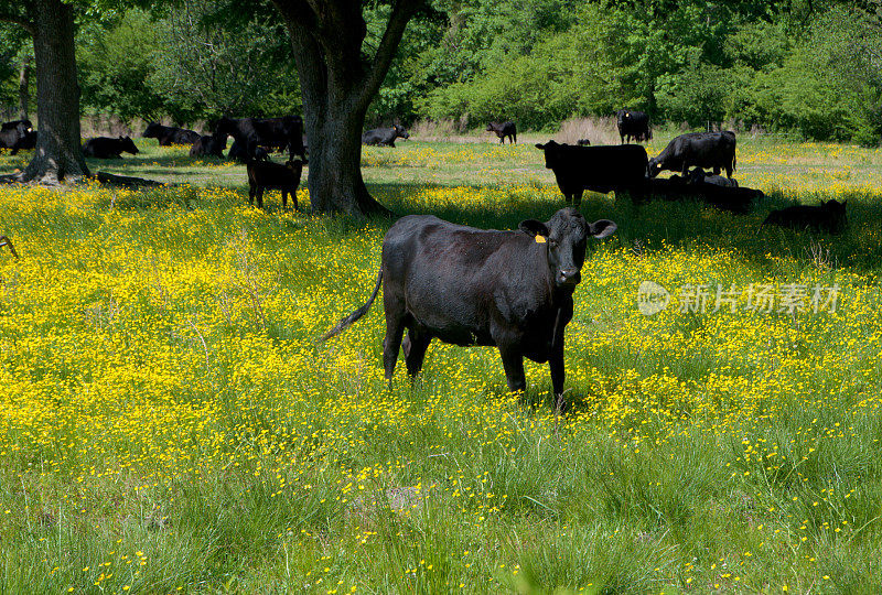 毛茛丛中的黑牛