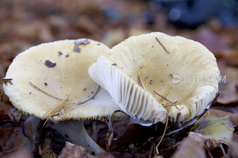 鲁苏拉蘑菇（罗赫罗莱卡）