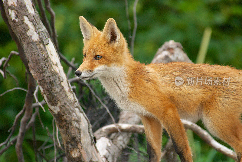 野生红狐在树在夏天在阿拉斯加