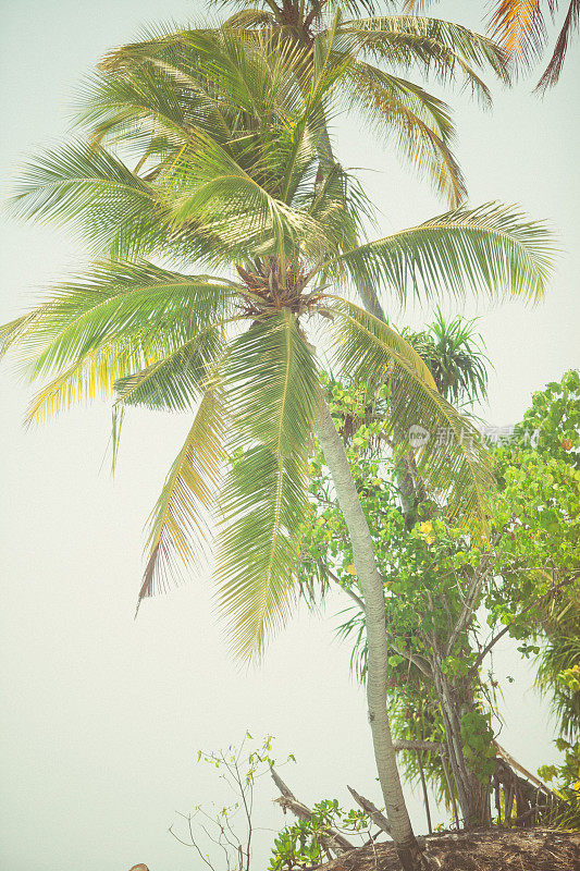 马尔代夫海滩上的椰子树