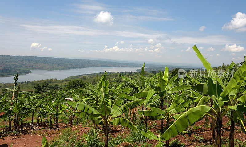 穆格塞拉湖靠近米酒-卢旺达