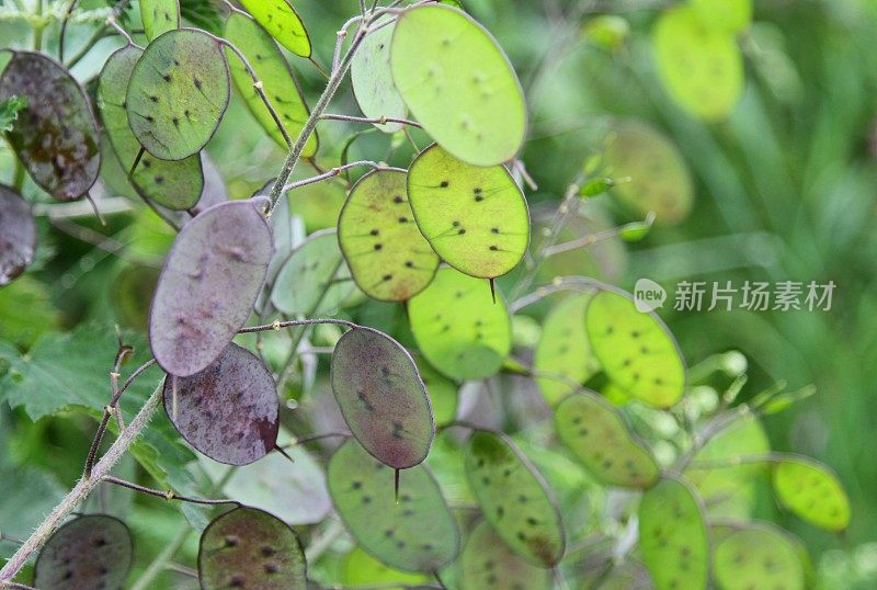 黄花，诚实的植物，有种子的心皮