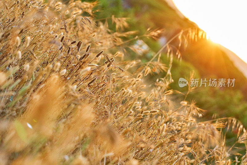 卵形兔耳草-地中海沙丘海滩植物区系