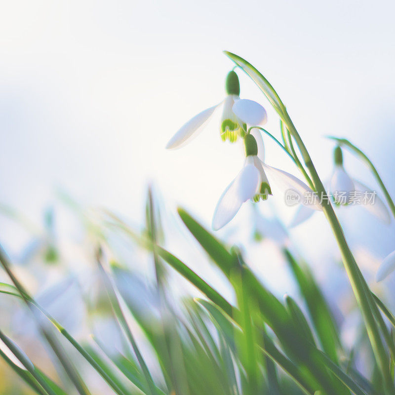 雪花莲(雪花)