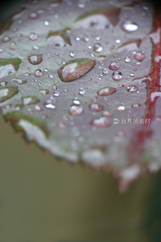 雨滴落在树叶上