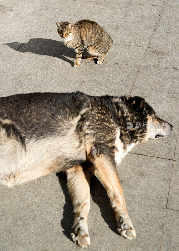 狗和猫