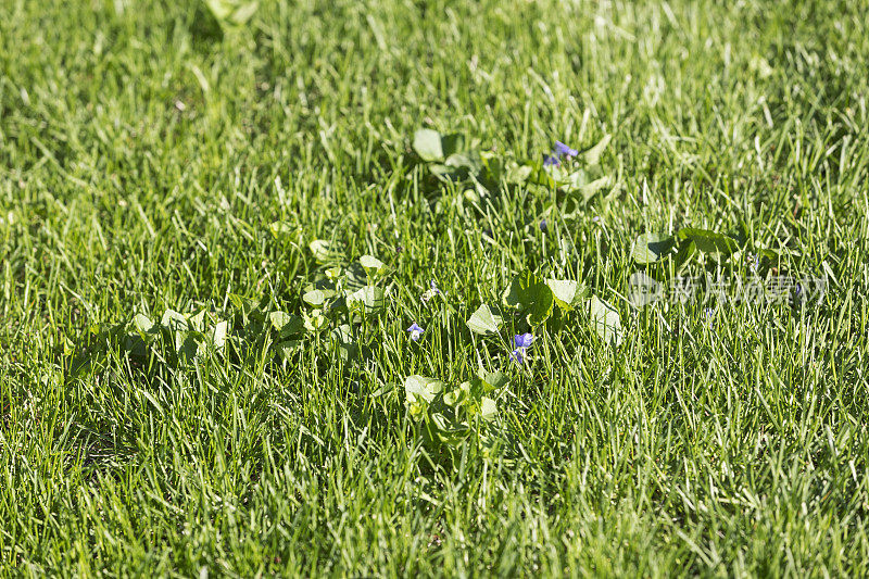 草坪上的野生紫罗兰