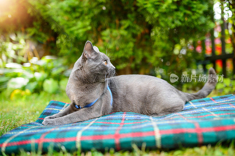 夏特尔猫看了