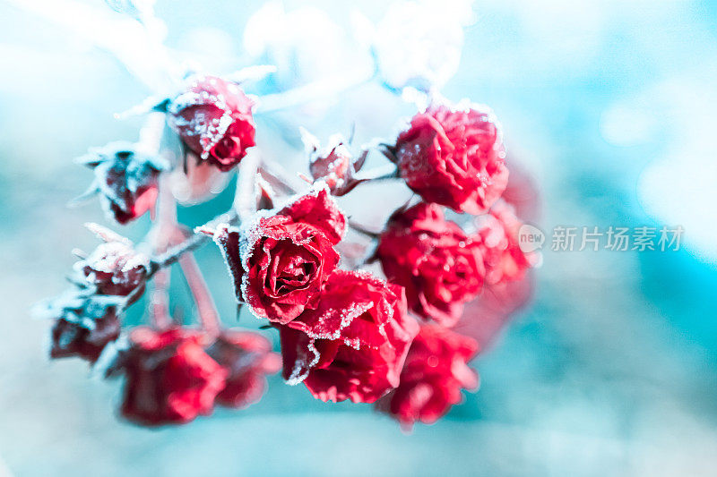 蓝色背景上的冰冻红玫瑰