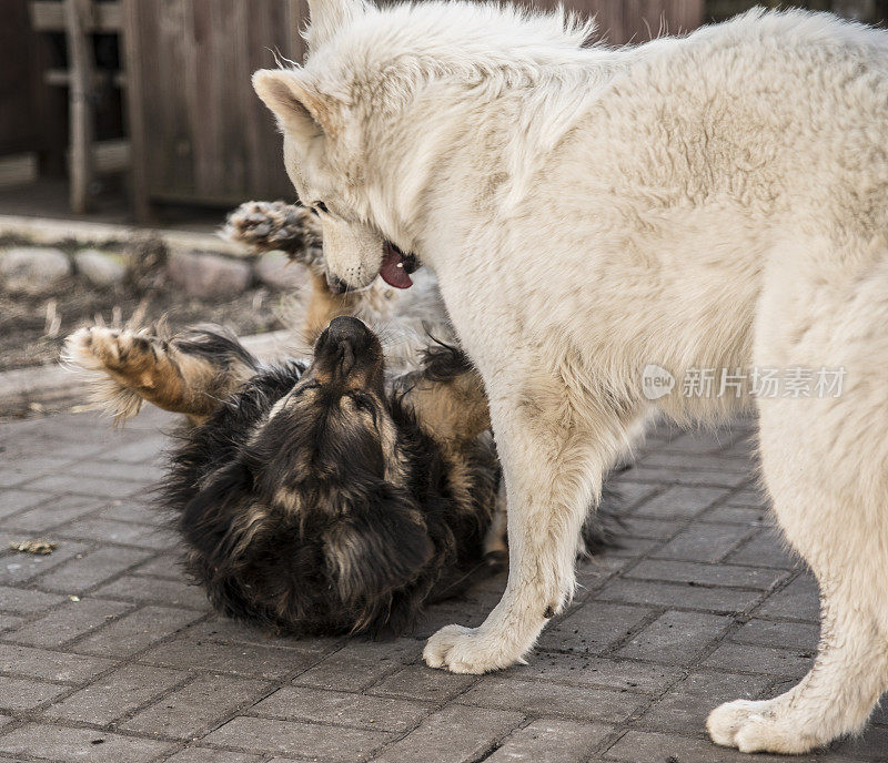 两只狗，纯种牧羊犬和混合品种的一只，在白俄罗斯的乡村农场玩耍和打架