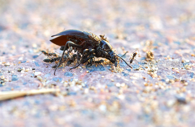 巴塞罗那的海滩——蚂蚁吃甲虫