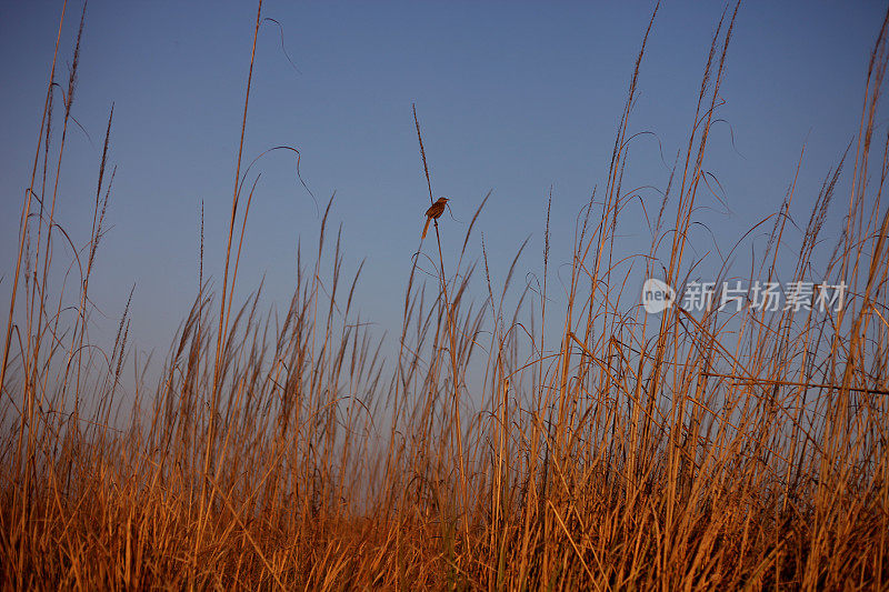 织布鸟坐在长草上