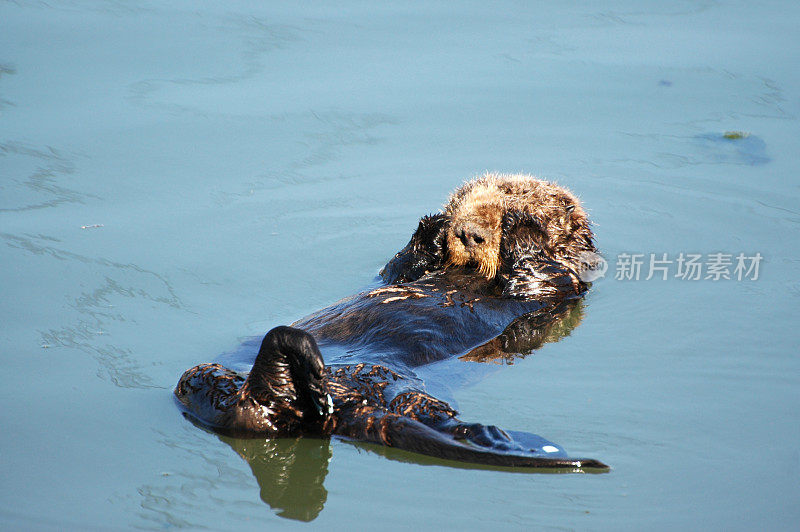 海獭，水獭，漂浮