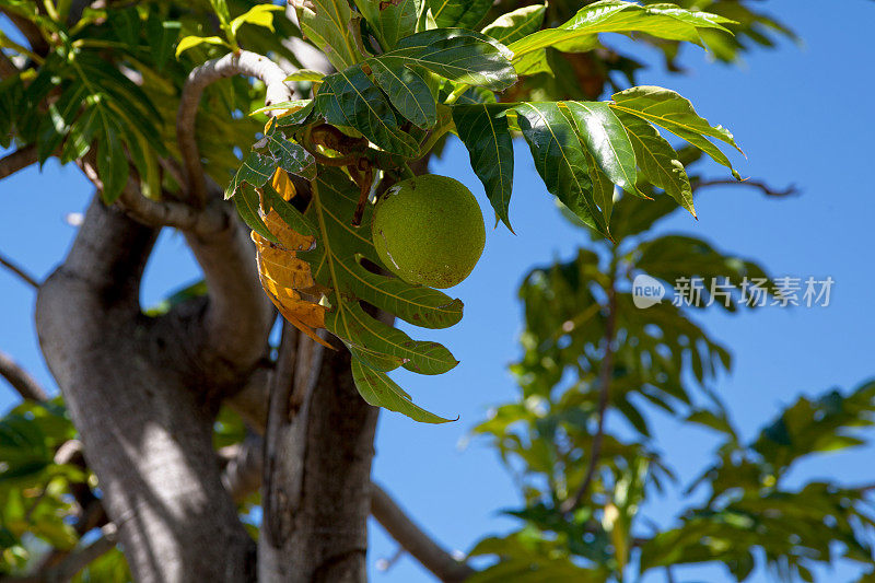 面包(面包果altilis)