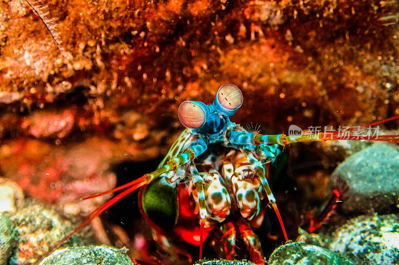 色彩斑斓的螳螂虾
