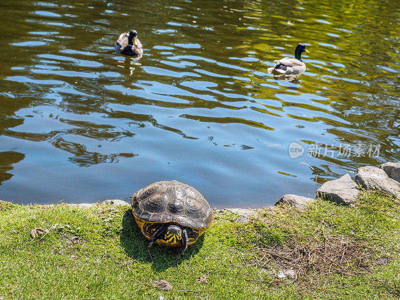 池塘里的乌龟在湖岸晒太阳