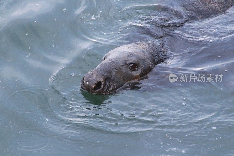 港海豹