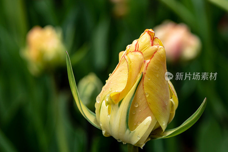 在加拿大郁金香节在专员公园，加拿大渥太华的雨滴单郁金香特写