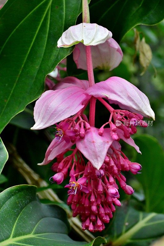 伟大的Medinilla