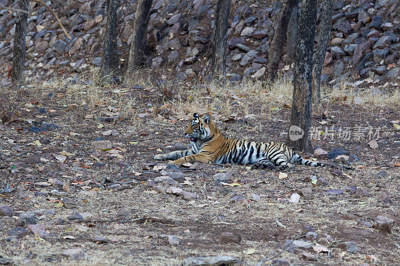 孟加拉虎，Ranthambore，印度。