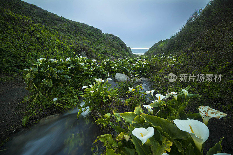 大苏尔马蹄莲