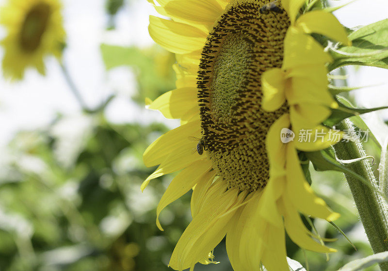 蜜蜂围着向日葵飞