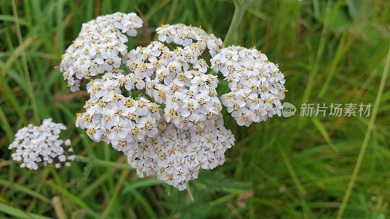 一簇簇野生的白色杂草