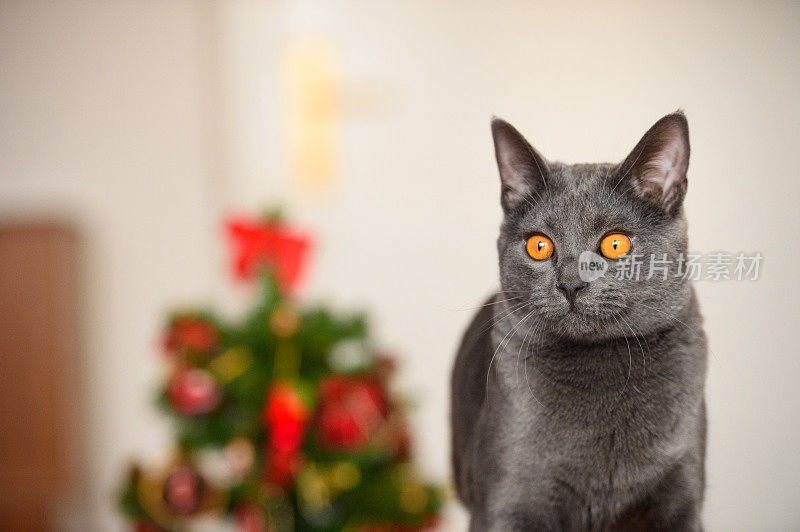 圣诞树和查特鲁猫