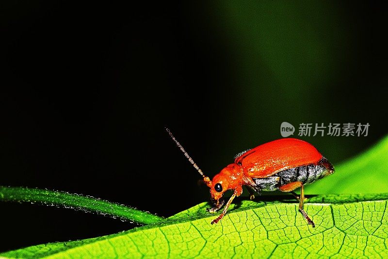 绿叶上的瓢虫(黑色背景)