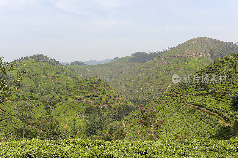 卢旺达靠近Nyungwe森林的茶园