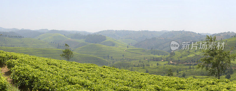 卢旺达靠近Nyungwe森林的茶园