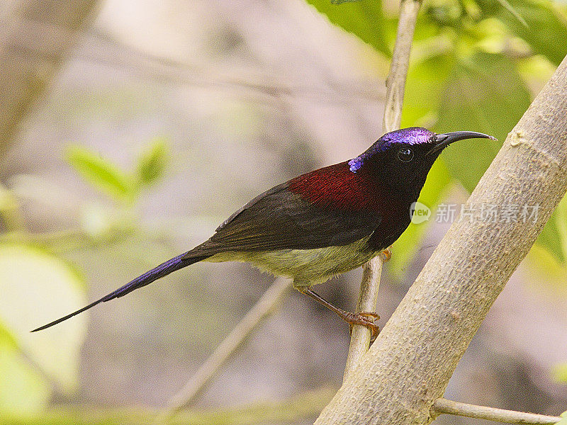 一只雄性黑喉太阳鸟栖息在马来西亚雨林中